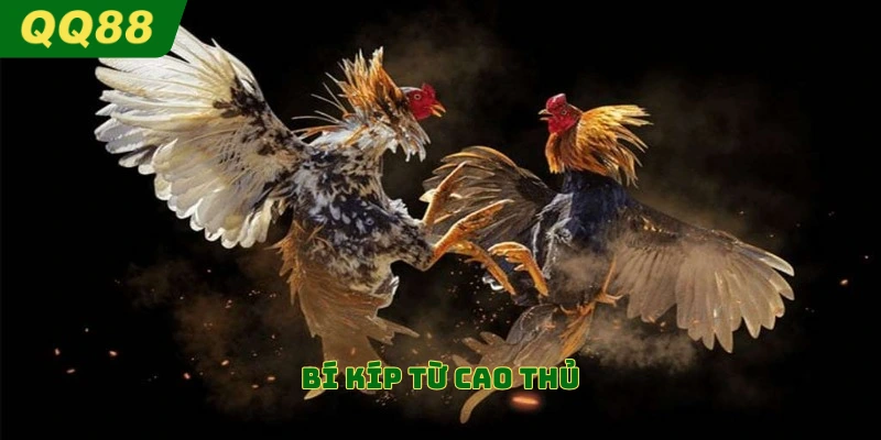 Bí kíp từ cao thủ