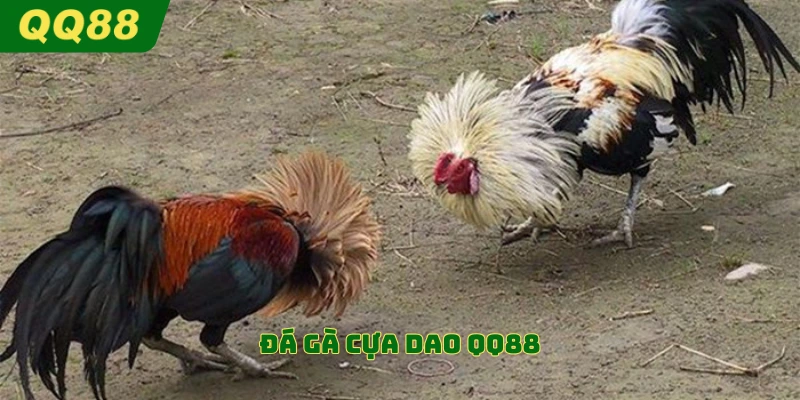 Đá gà cựa dao QQ88