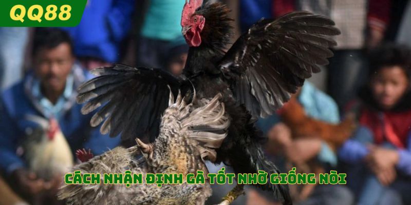 Cách nhận định gà tốt nhờ giống nòi